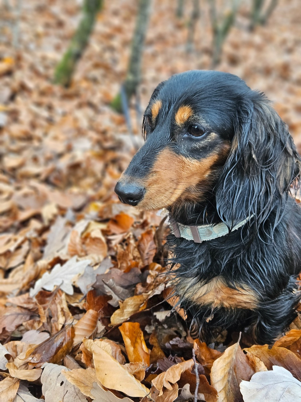 Blaze of night (blackie) hug me strongly