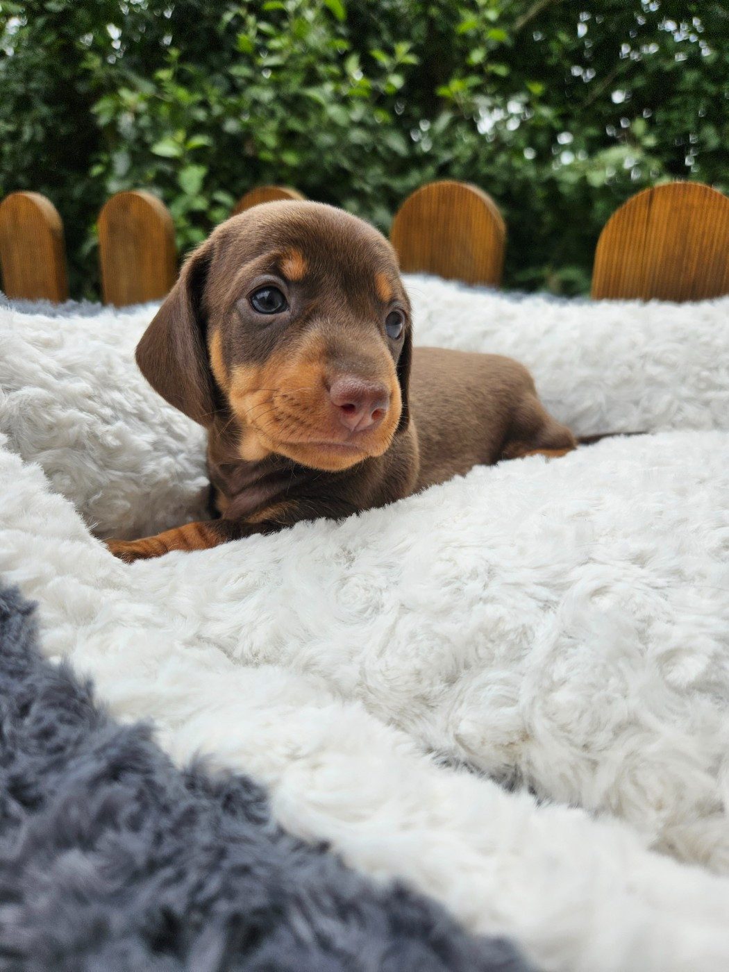 Du Domaine Des Jouvenceaux - Chiots disponibles - Teckel poil ras