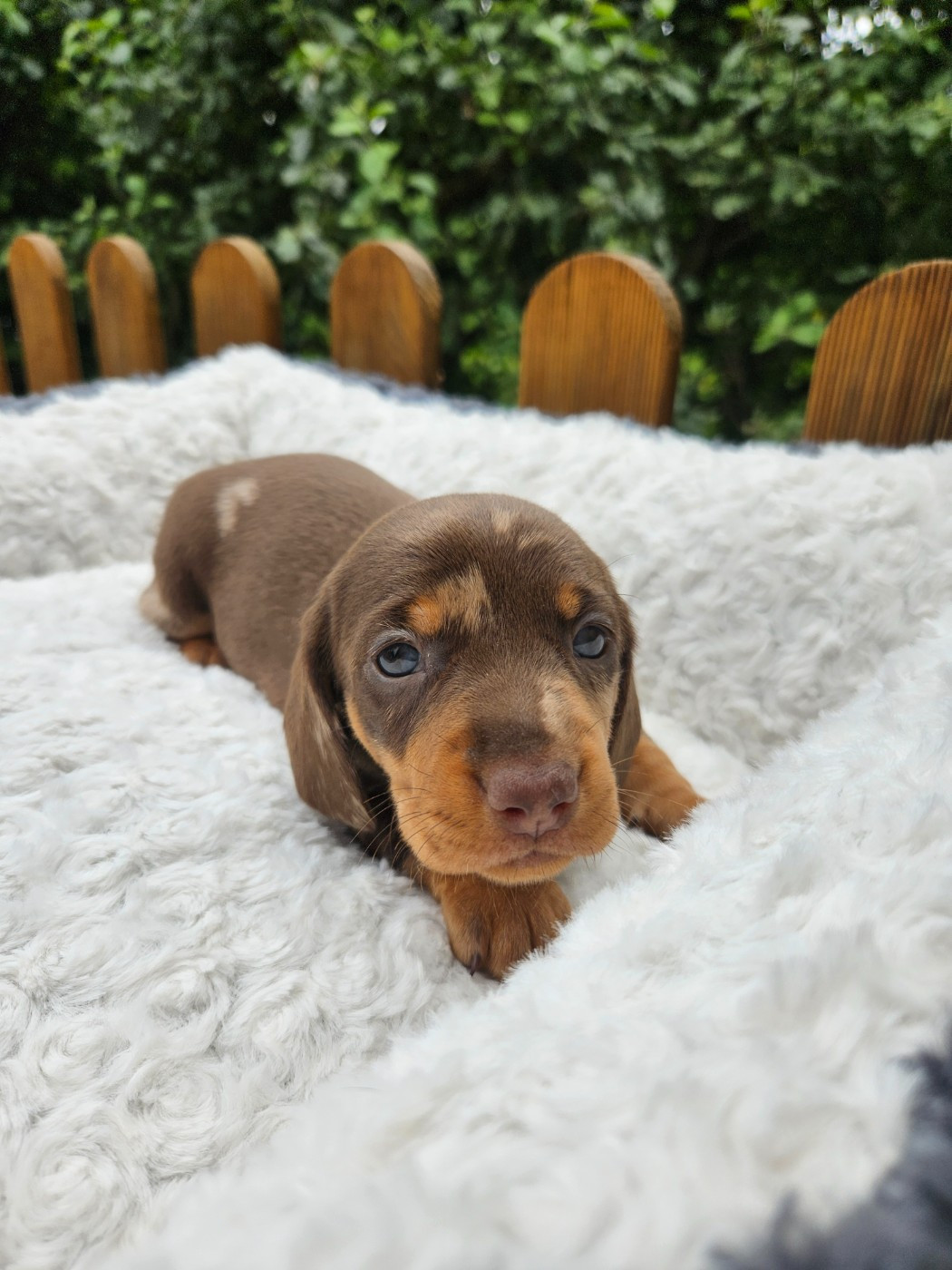 Du Domaine Des Jouvenceaux - Chiots disponibles - Teckel poil ras