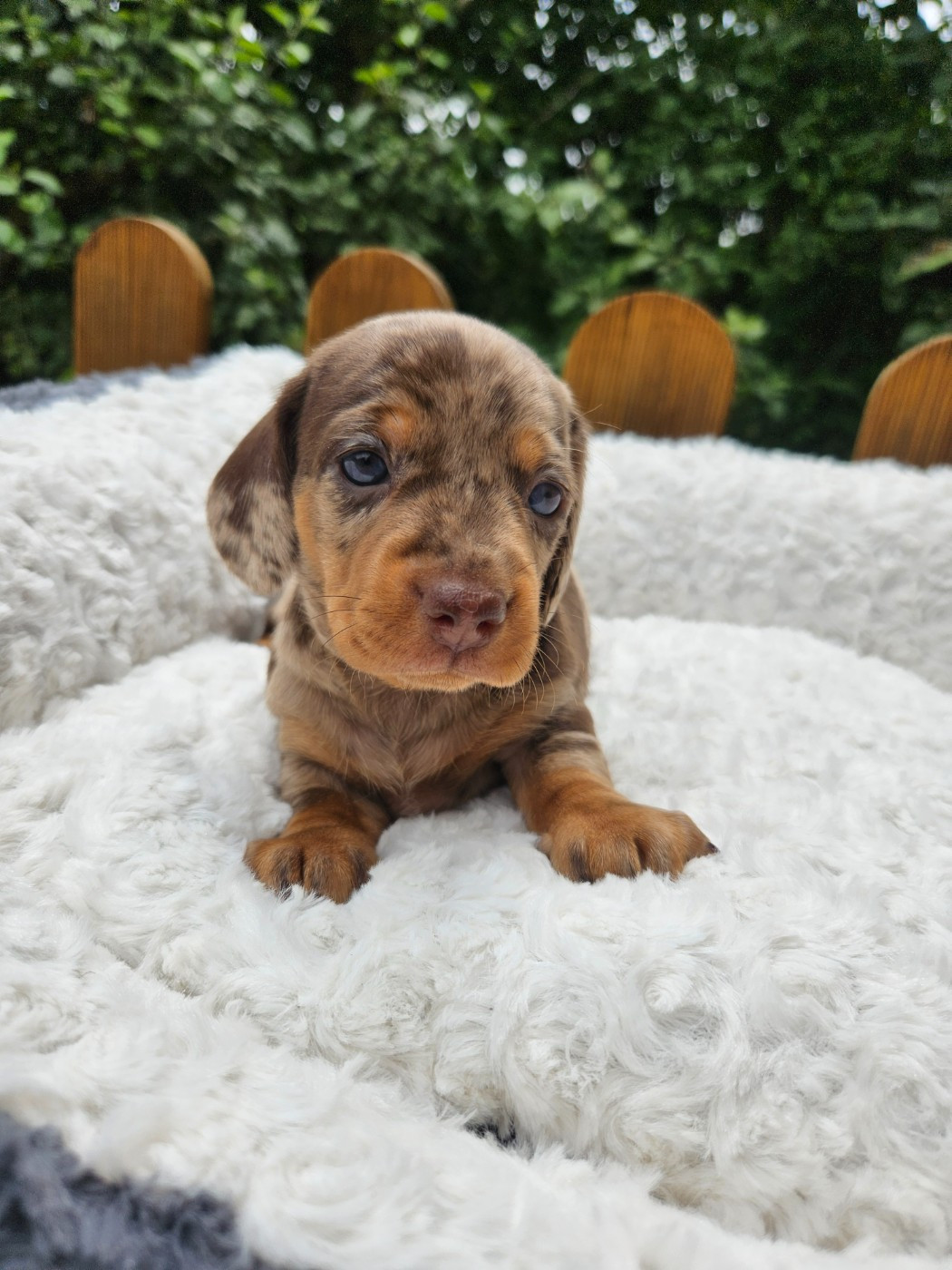 Du Domaine Des Jouvenceaux - Chiots disponibles - Teckel poil ras
