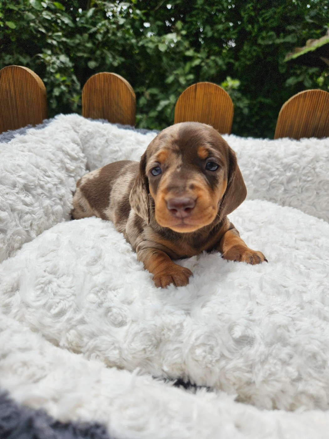 Du Domaine Des Jouvenceaux - Chiots disponibles - Teckel poil ras