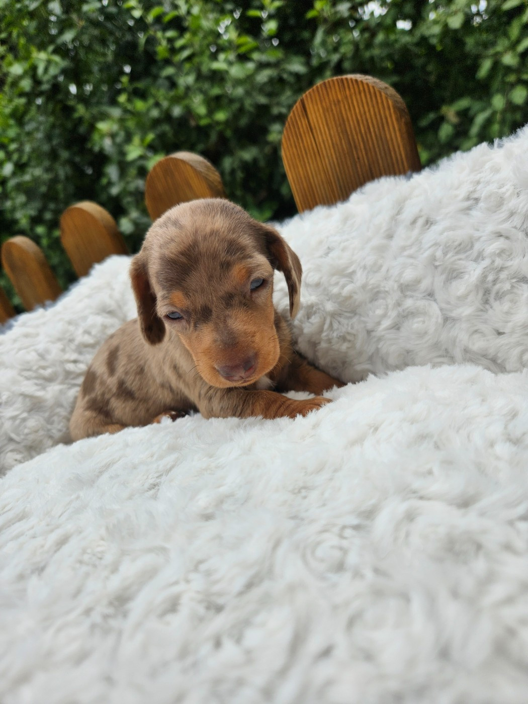 Du Domaine Des Jouvenceaux - Chiots disponibles - Teckel poil ras