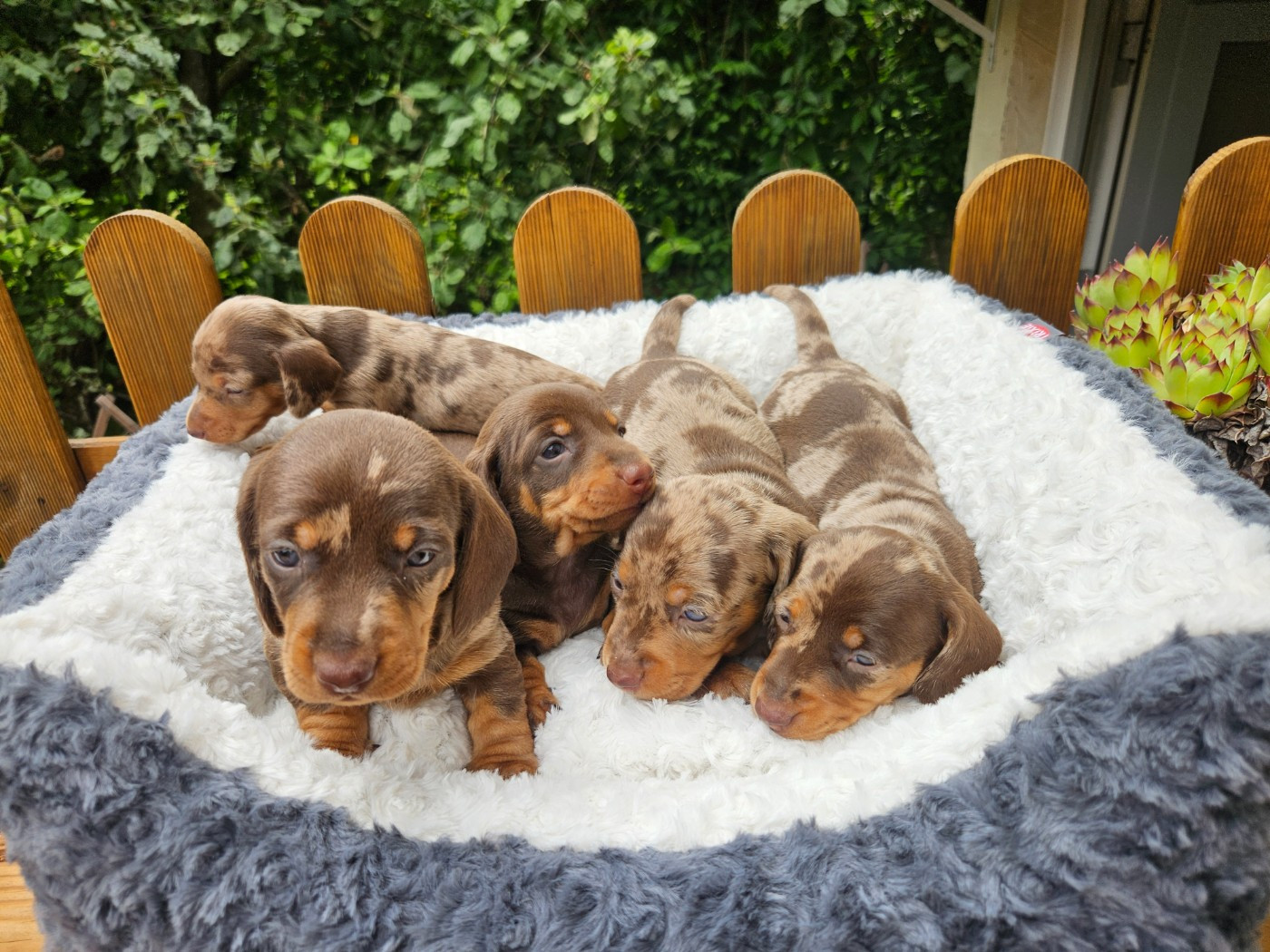 Chiot Teckel poil ras Du Domaine Des Jouvenceaux