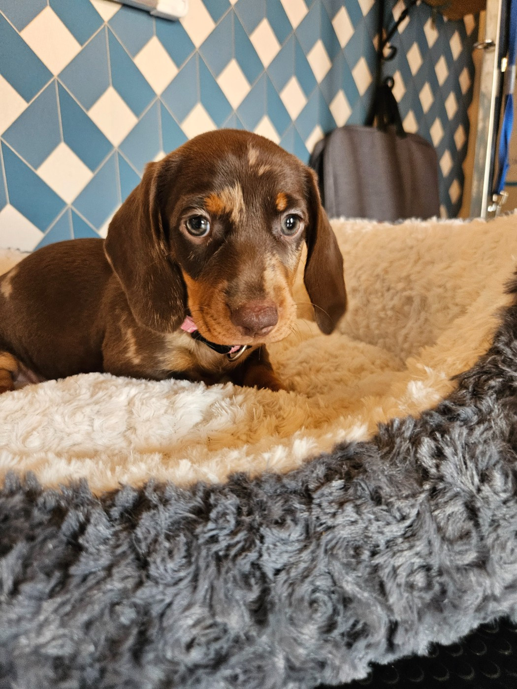 Du Domaine Des Jouvenceaux - Chiots disponibles - Teckel poil ras