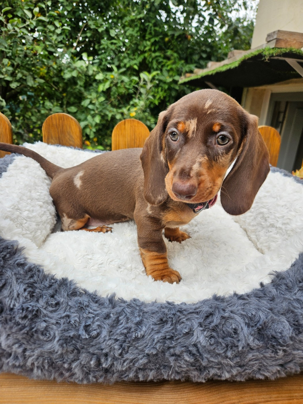 Du Domaine Des Jouvenceaux - Chiots disponibles - Teckel poil ras