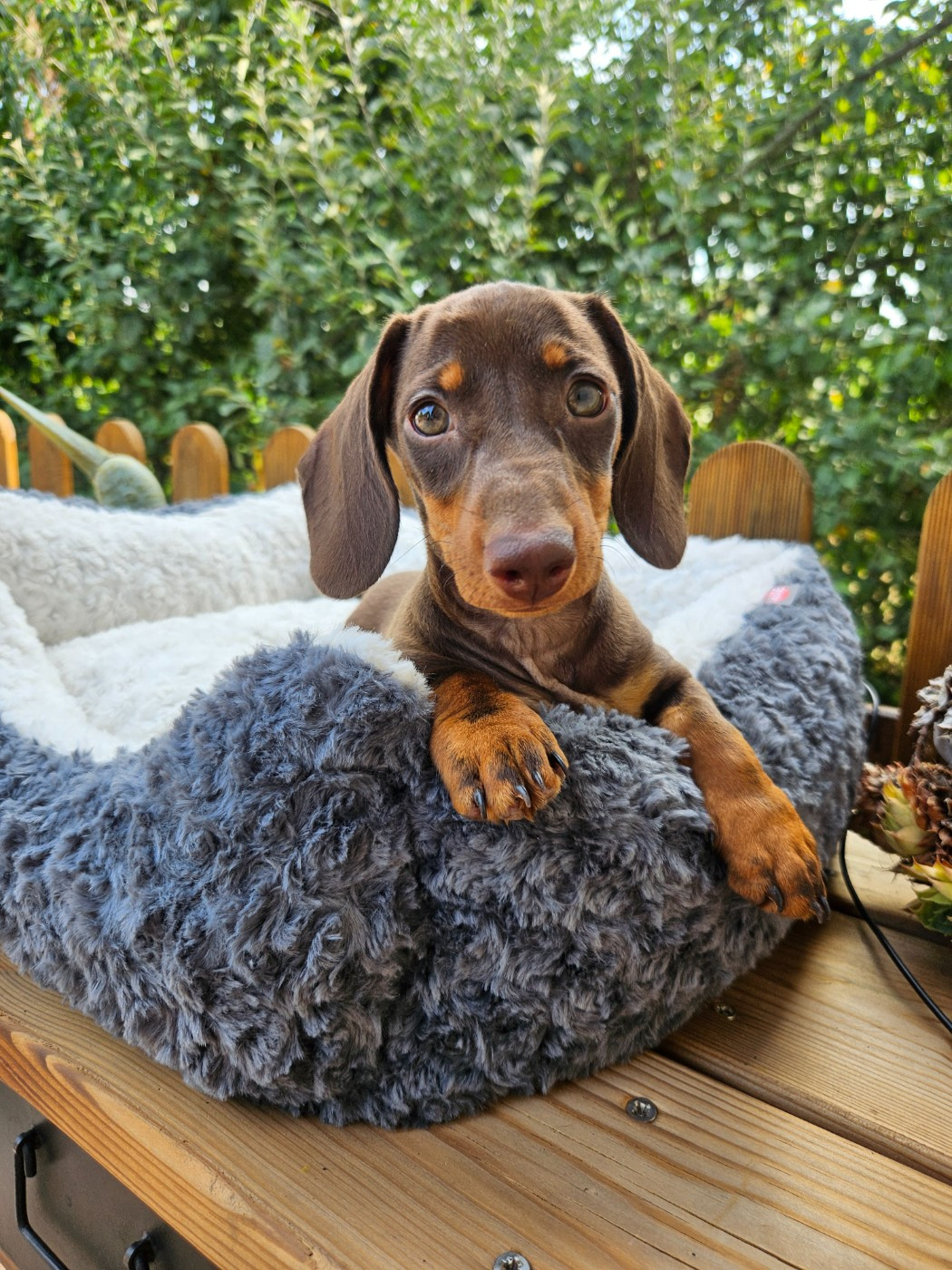 Du Domaine Des Jouvenceaux - Chiots disponibles - Teckel poil ras