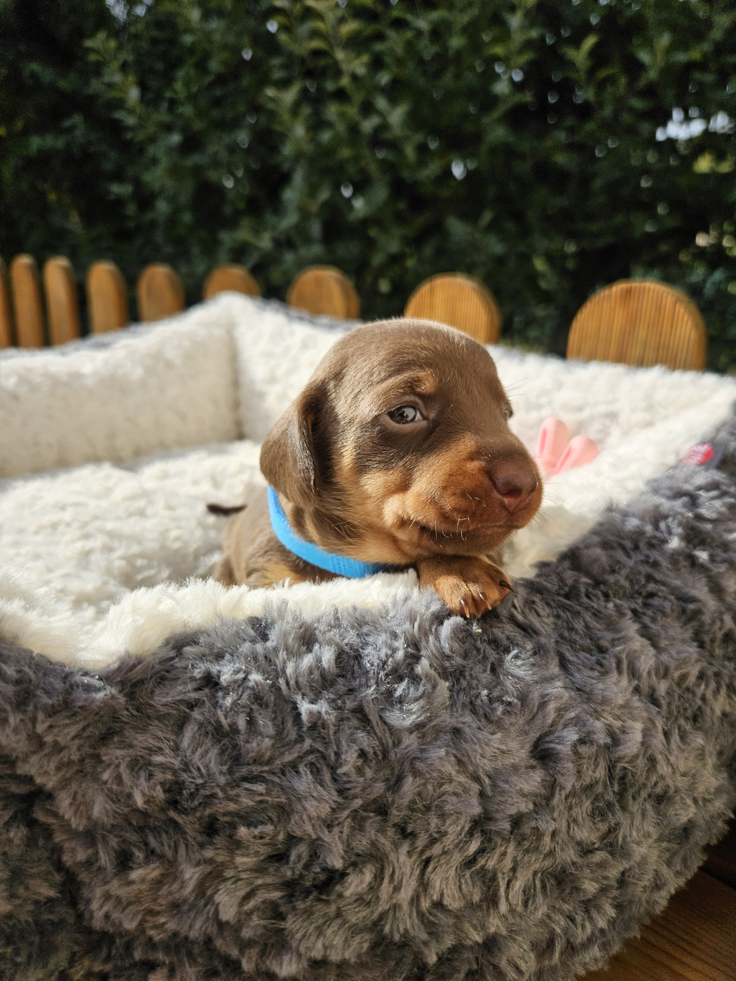 Du Domaine Des Jouvenceaux - Chiots disponibles - Teckel poil ras