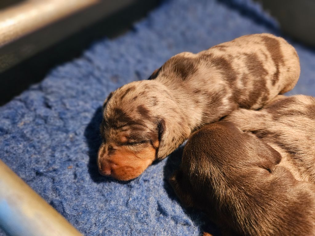 Du Domaine Des Jouvenceaux - Chiots disponibles - Teckel poil ras