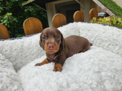 nain chocolat