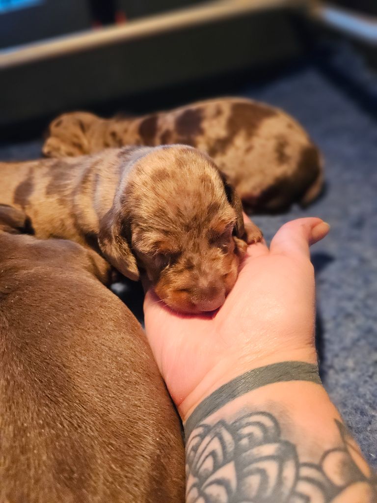 Du Domaine Des Jouvenceaux - Chiots disponibles - Teckel poil ras